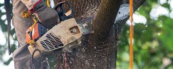 Best Stump Grinding and Removal  in Bull Run Mountain Estates, VA