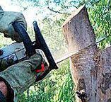 Best Fruit Tree Pruning  in Bull Run Mountain Estates, VA