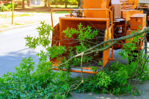Best Lawn Renovation and Restoration  in Bull Run Mountain Estates, VA