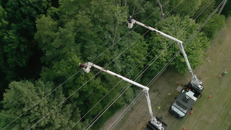 Best Hazardous Tree Removal  in Bull Run Mountain Estates, VA