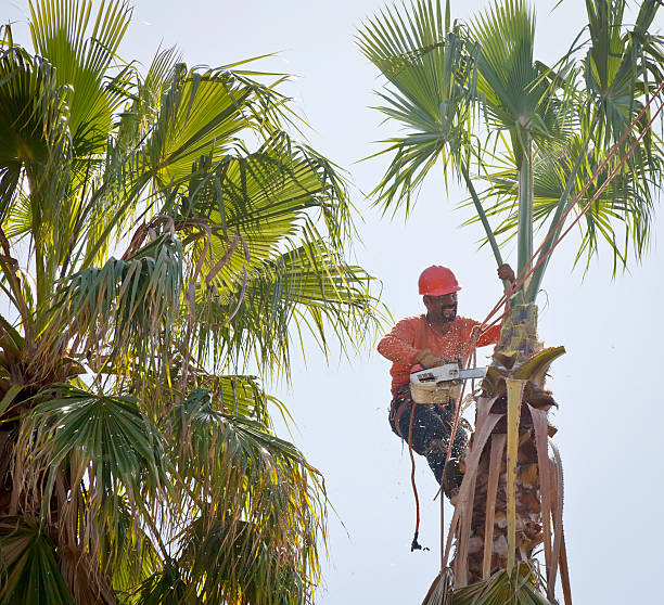 Trusted Bull Run Mountain Estates, VA Tree Services Experts