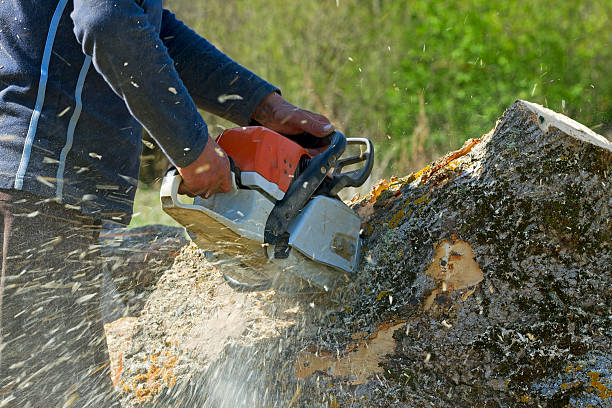 Best Palm Tree Trimming  in Bull Run Mountain Estates, VA