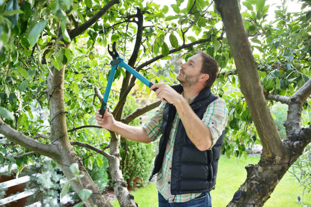 Best Tree Trimming and Pruning  in Bull Run Mountain Estates, VA